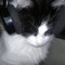dj softpawz