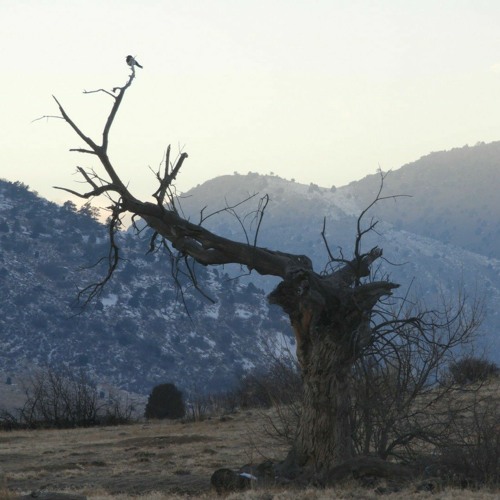 06 - Robert Laidlaw - Murmuration