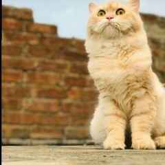 Uza!r Shah
