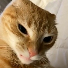 slug