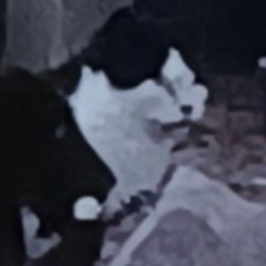 nigga cat