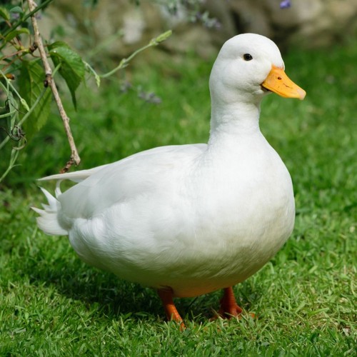 Duck’s avatar