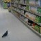PigeonLookingForBread