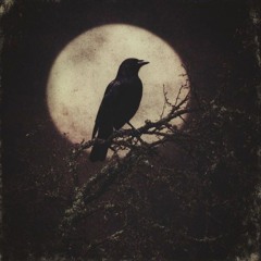Raven K