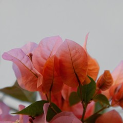 Find Peace (1hr) - Healing Frequency - Heart And Third Eye Chakra Channeling.m4a