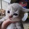 Meow