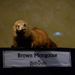 joshua noel james sims