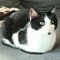 🍞✨️🐱Cat Loaf🐱✨️🍞