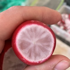 abstinenci zdar