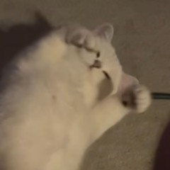 MOQ