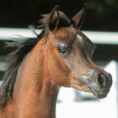 ‫أبو يحيي خفاجي‬‎