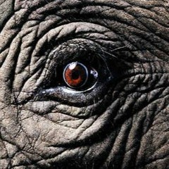 The Northern Deviant