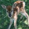 ‎deers281