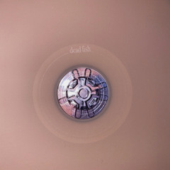 Palm Tree In Nowhere