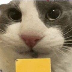 the cat with cheese