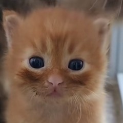 коштан