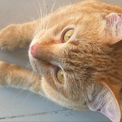 flukhshappy