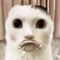 cutiepuppie