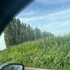 Mann'zell Fruiity Sejean