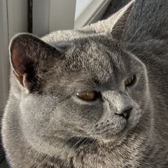 Edz