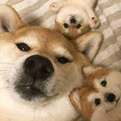 Cutershibs