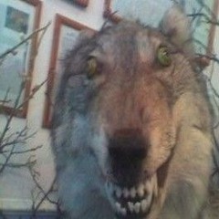 _Ахмед_336