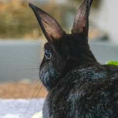 sebas