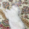 kitty