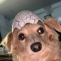 dog_with an egg