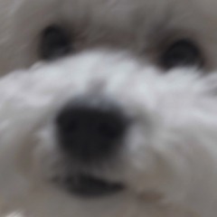 모르는개산책
