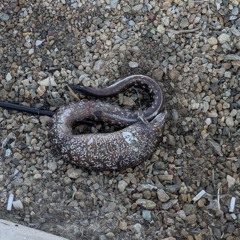 Ιωάννα Μπουντονα