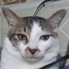 lokaka