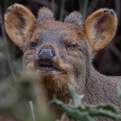 Pudú Puda