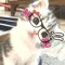 😺Мяучиская😺