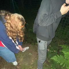 paparde