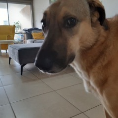 Bendush