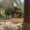 Nawaf