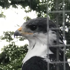 Randombird