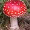 Mr mushroom
