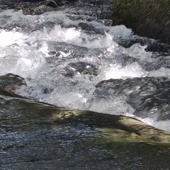 nñó'h