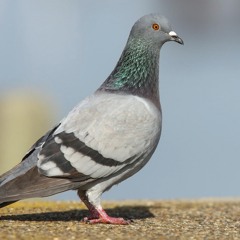 PAL4