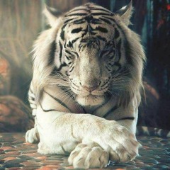 samtiger