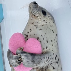 sealaddict
