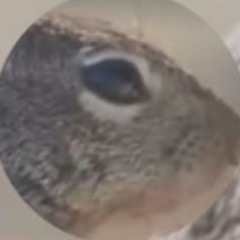 acorn is a nut