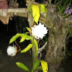 Adnil