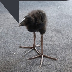 Da_bird