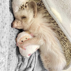 Oliver Harvey-Vallender