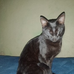 LUáNNIS.pegasus