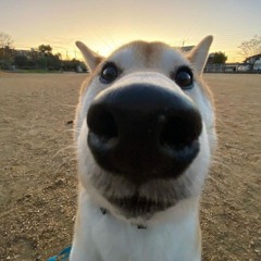 Senpai