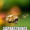 Slawpaw